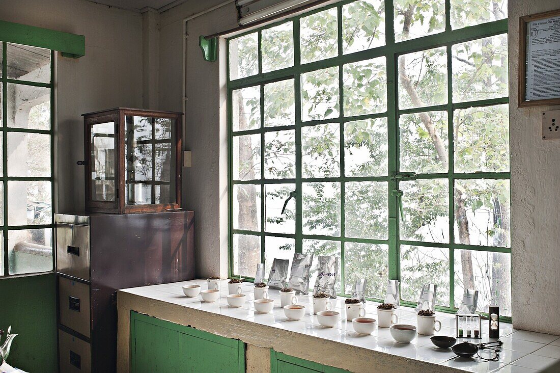 Glenburn Tea Factory, near Darjeeling, West Bengal, India, Asia