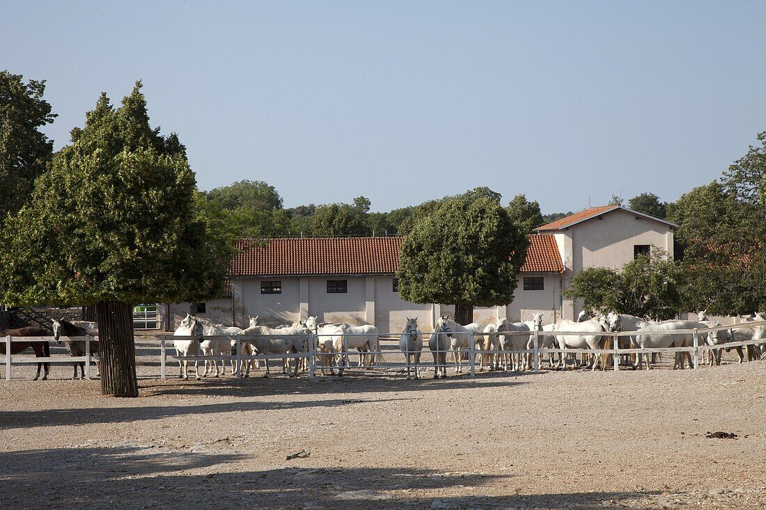 Lipizaner horses in the world famous Lipizaner horses farm, Lipica, Slovenia, Europe