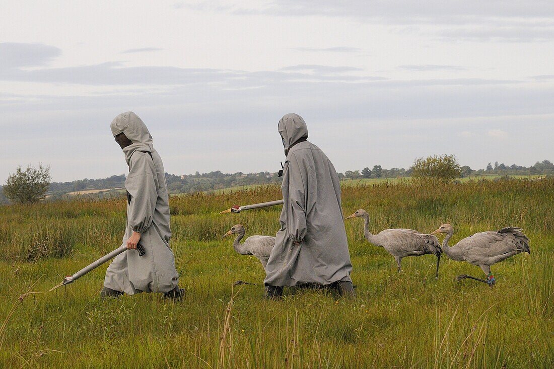 Surrogate parents leading recently reintroduced young common cranes (Eurasian cranes) (Grus grus) over the Somerset Levels, Somerset, England, United Kingdom, Europe