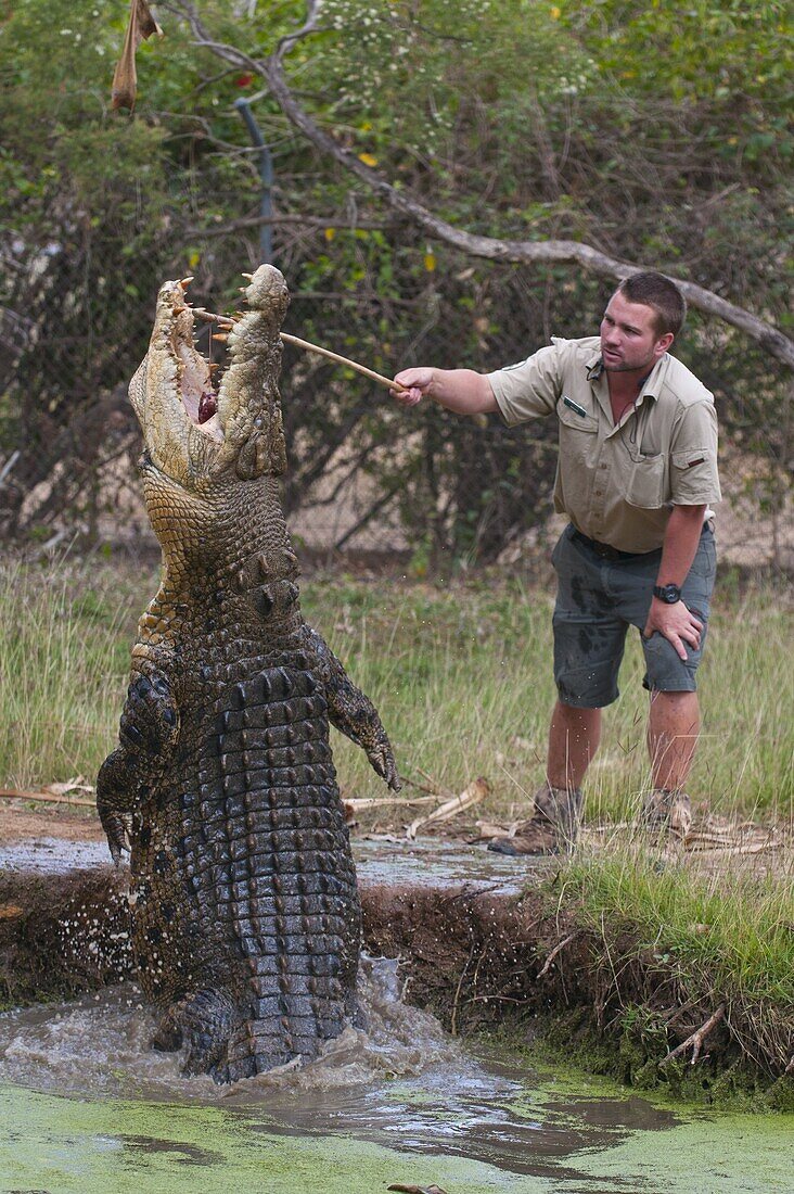 Saltwater crocodile (Crocodylus porosus) feeding in the Townsville Sanctuary, Queensland, Australia, Pacific