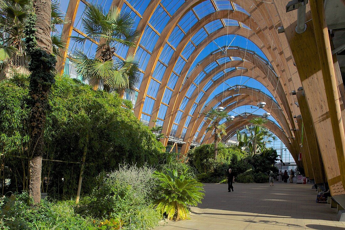 Winter Gardens, Sheffield, South Yorkshire, Yorkshire, England, United Kingdom, Europe