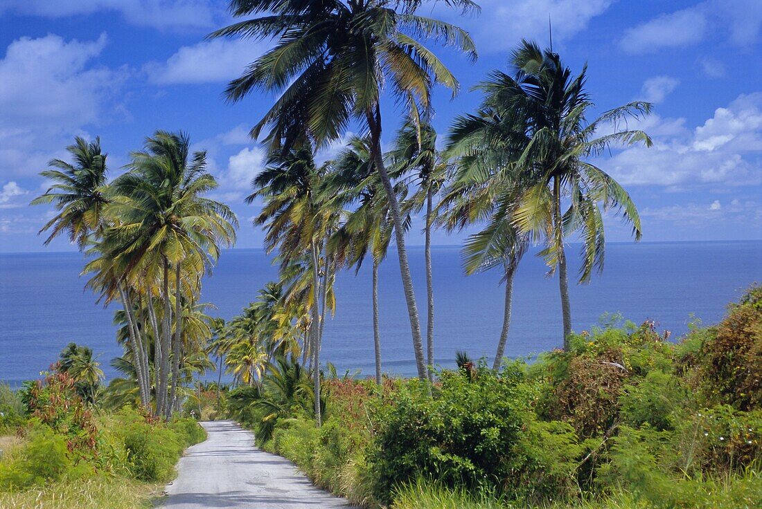 Palm lined road to Bathsheba, Barbados, West Indies, Caribbean, Central America