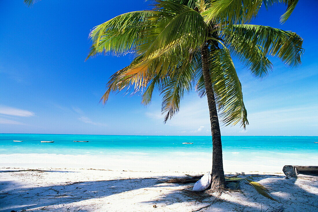 Palm tree, white sandy beach and Indian Ocean, Jambiani, island of Zanzibar, Tanzania, East Africa, Africa