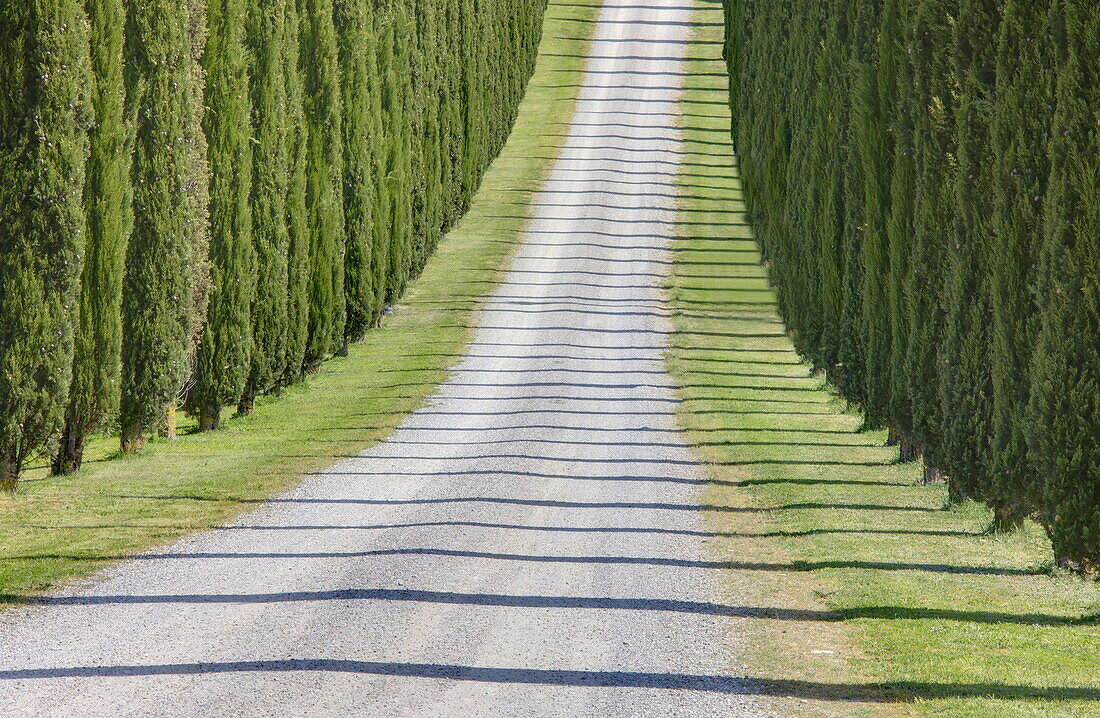 Abstract view of cypress trees and their shadows across gravel road, near Pienza, Tuscany, Italy, Europe
