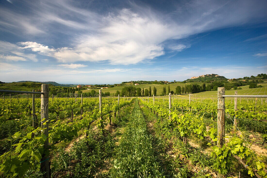 Vineyard with the hill town of Montepulciano in the distance, Tuscany, Italy, Europe