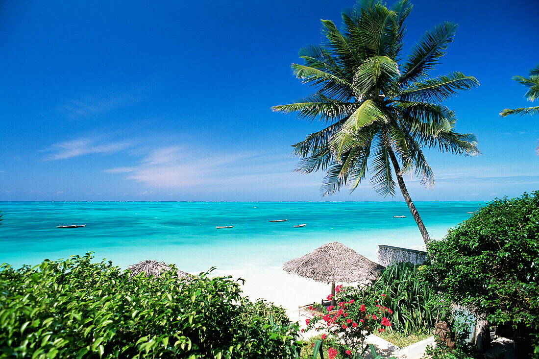 View through palm trees towards beach and Indian Ocean, Jambiani, island of Zanzibar, Tanzania, East Africa, Africa