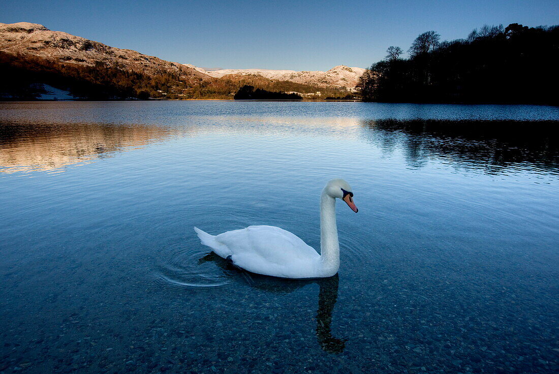 View across Grasmere on snowy winter morning with sunlight on distant fells and an adult swan on the lake edge, near Ambleside, Lake District National Park, Cumbria, England, United Kingdom, Europe