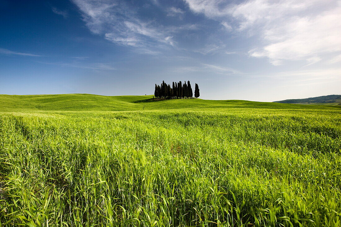 Group of cypress trees on ridge above field of cereal crops, near San Quirico d'Orcia, Tuscany, Italy, Europe