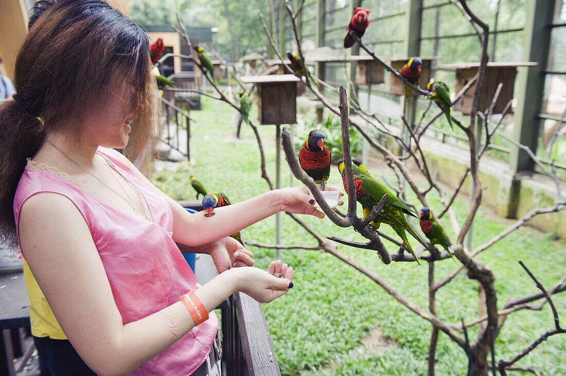 Girl feeding parakeets in World of Parrots, KL Bird Park, Kuala Lumpur, Malaysia, Southeast Asia, Asia