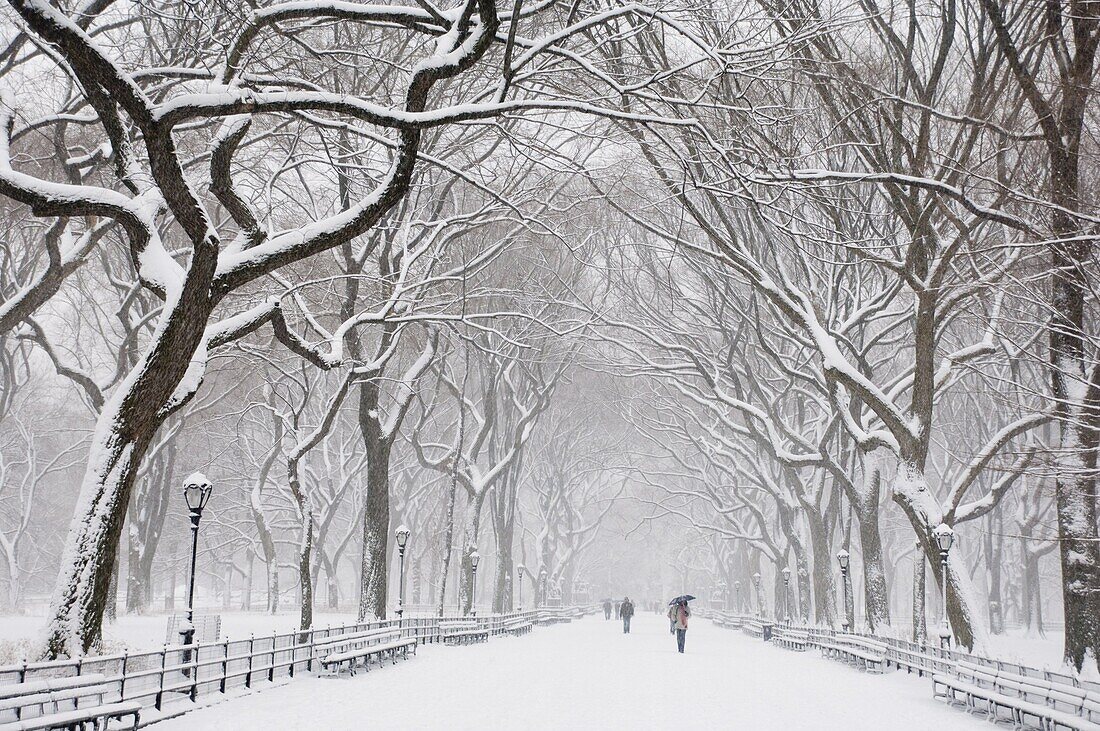 Snow covered trees and benches in Central Park, New York City, New York State, United States of America, North America