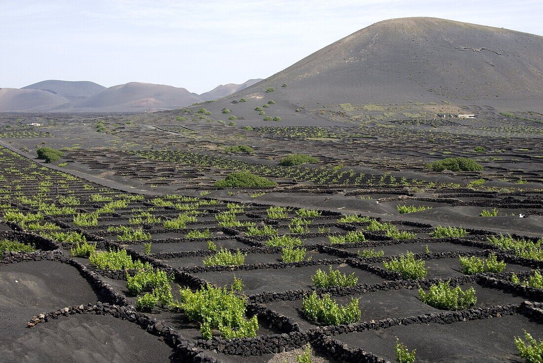 Vineyards of La Geria on volcanic ash of 1730s eruptions, Lanzarote, Canary Islands, Spain, Europe