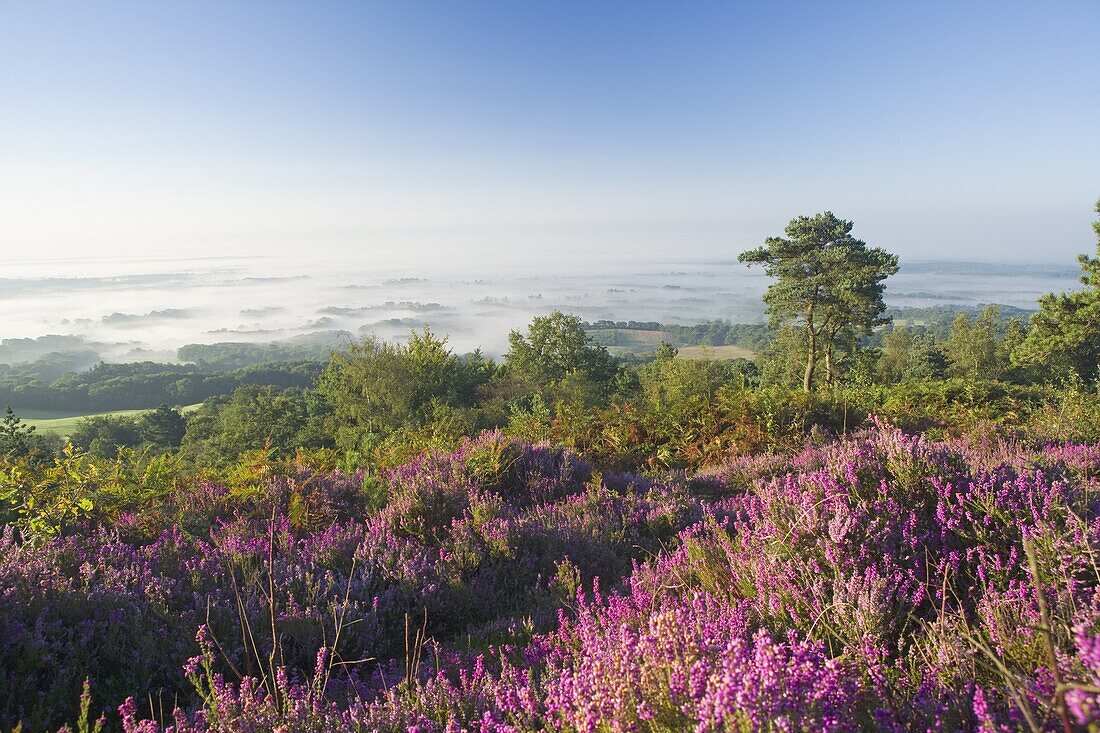 Heather on misty summer morning, view from Leith Hill, North Downs, Surrey Hills, Surrey, England, United Kingdom, Europe