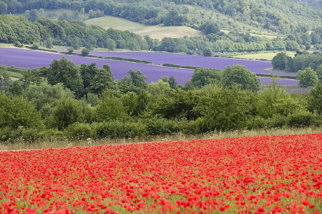 Lavender and poppies, Shoreham, near Sevenoaks, Kent, England, United Kingdom, Europe