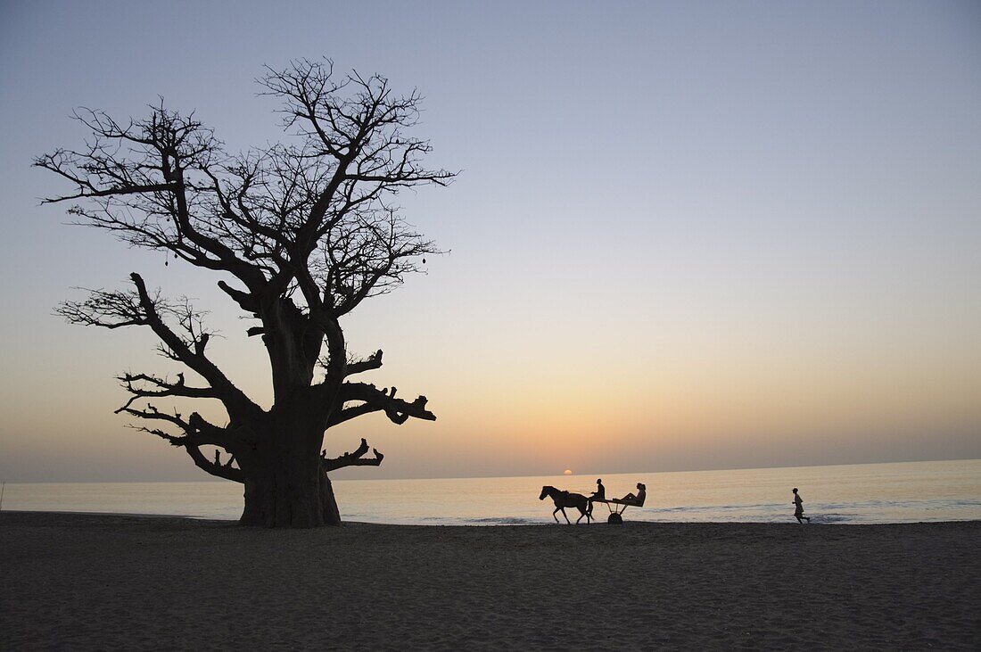 Baobab tree, Sine Saloum Delta, Senegal, West Africa, Africa