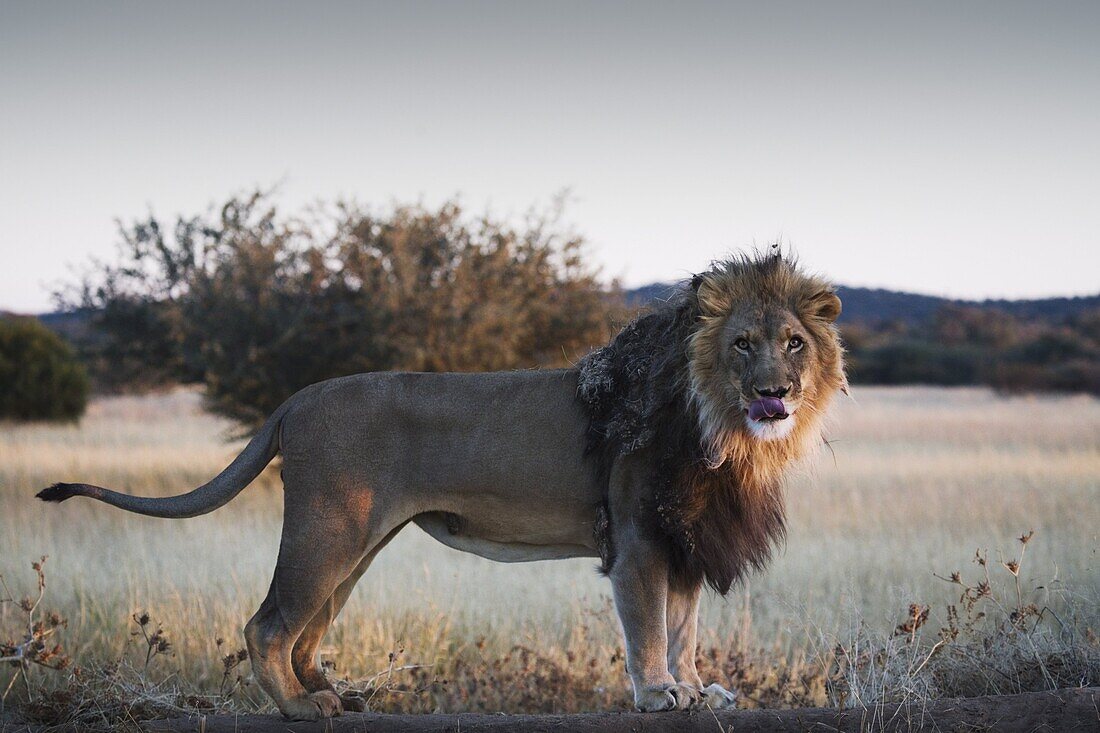Male lion (Panthera leo), showing tongue, AfriCat Foundation, Okonjima, Central Namibia, Namibia, Africa