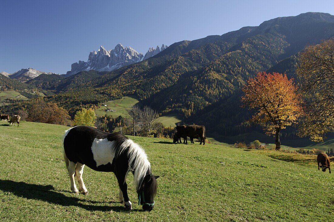 Val di Funes, Dolomites, Bolzano province, Trentino-Alto Adige, Italy, Europe