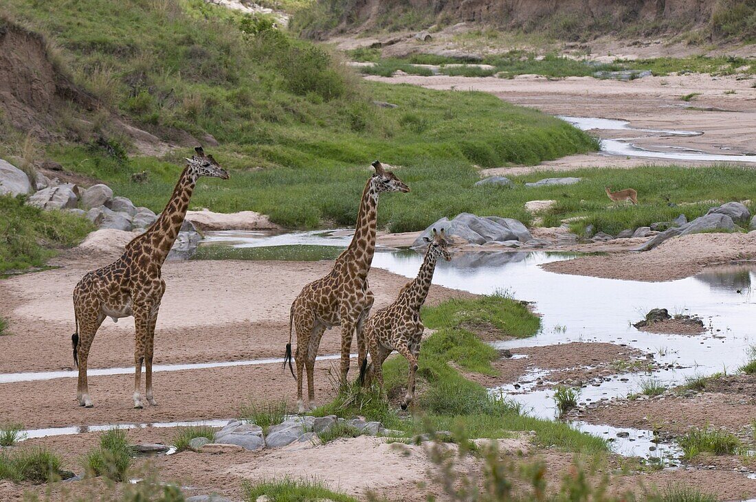 Masai giraffe (Giraffa camelopardalis), Masai Mara National Reserve, Kenya, East Africa, Africa