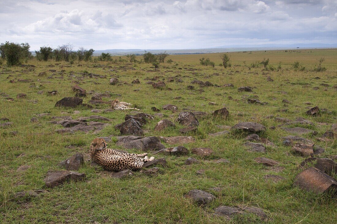 Cheetah (Acinonyx jubatus), Masai Mara National Reserve, Kenya, East Africa, Africa