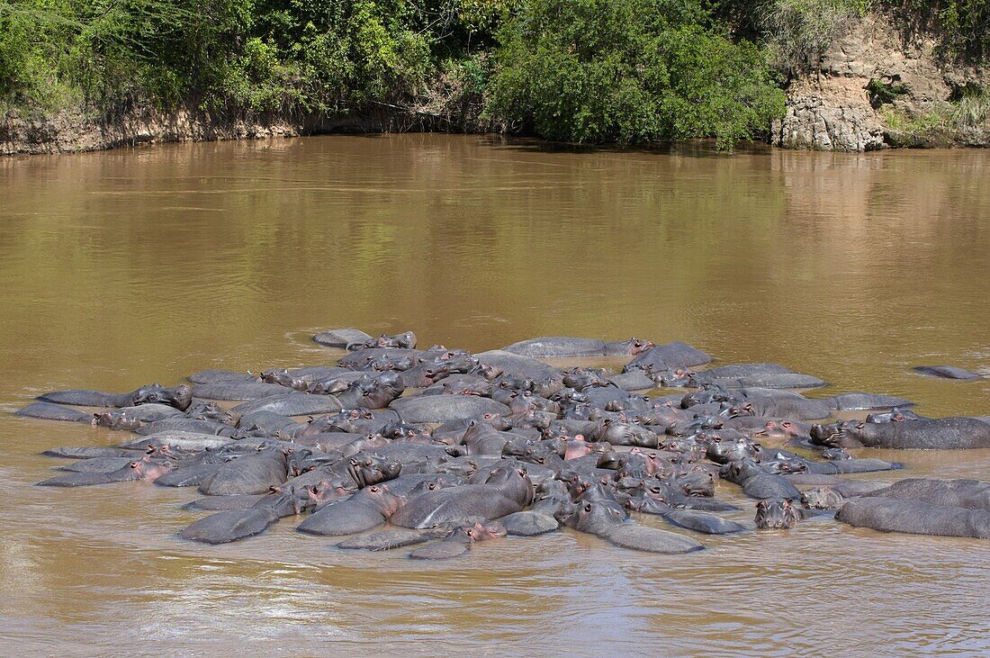 Herd of hippopotamuses (Hippopotamus amphibius) in the water, Masai Mara National Reserve, Kenya, East Africa, Africa