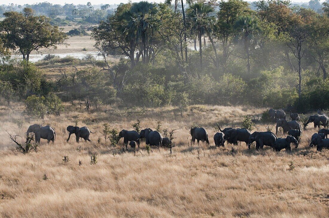 Aerial view of African elephant herd (Loxodonta africana) on Okavango Delta, Botswana, Africa