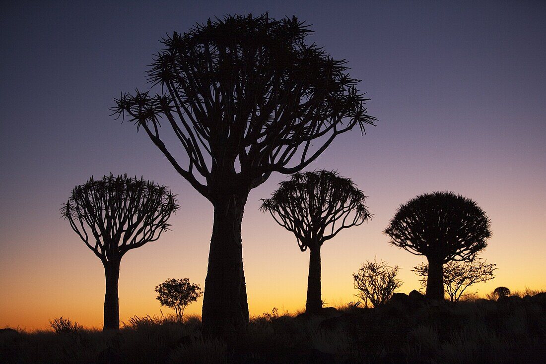 Quiver trees (Aloe dichotoma), Quiver tree forest silhouette, Keetmanshoop, Namibia, Africa
