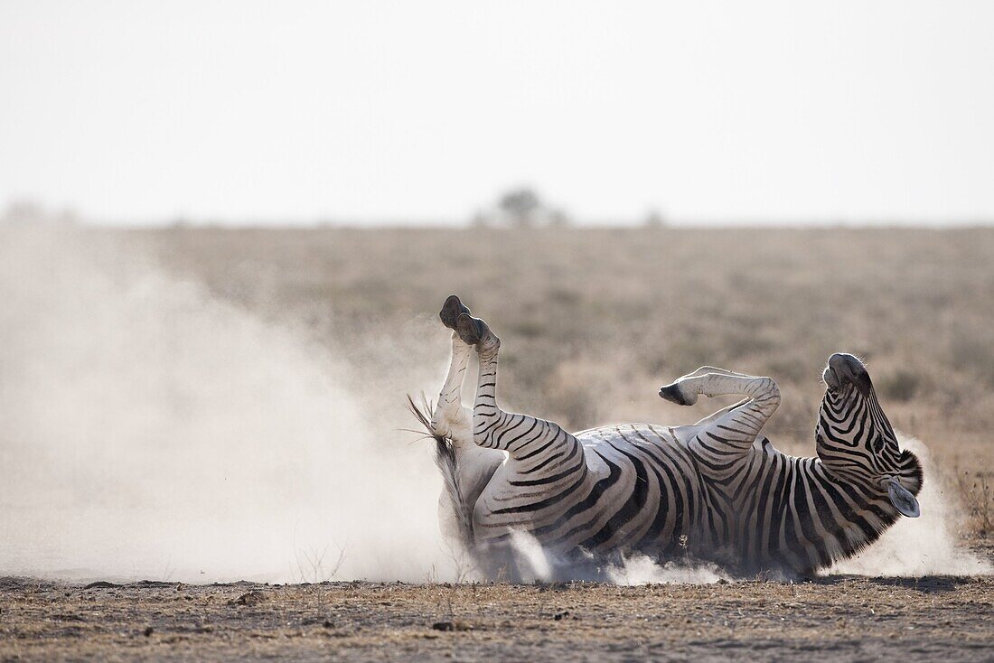 Burchell's zebra (Equus burchelli), dust bathing, Etosha National Park, Namibia, Africa