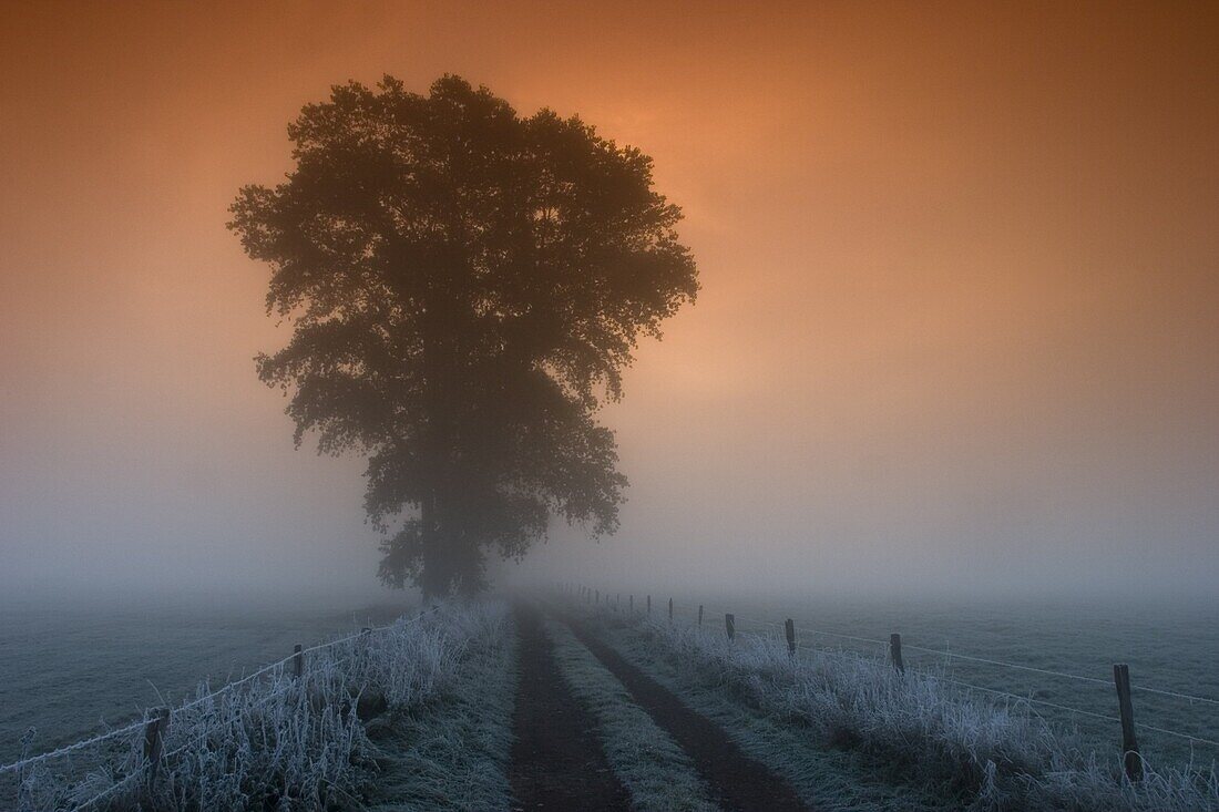 Tree in the morning fog, Bielefeld, Nordrhein Westfalen, Germany