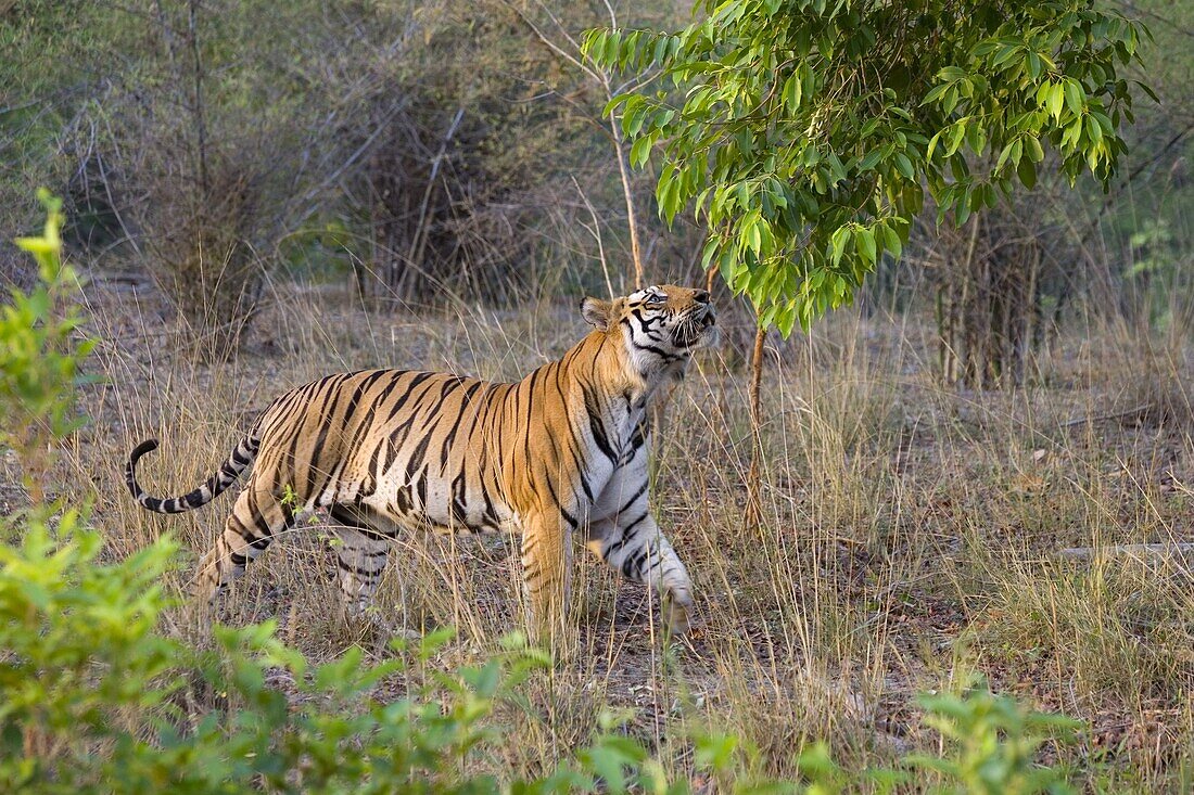 Bengal tiger, (Panthera tigris), Bandhavgarh, Madhya Pradesh, India