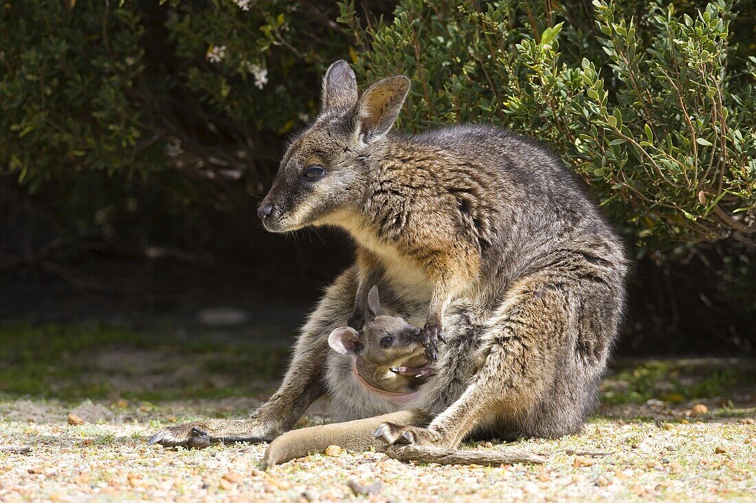 Tammar Wallaby, (Macropus eugenii), Flinders Chase N.P., Kangaroo Island, South Australia, Australia