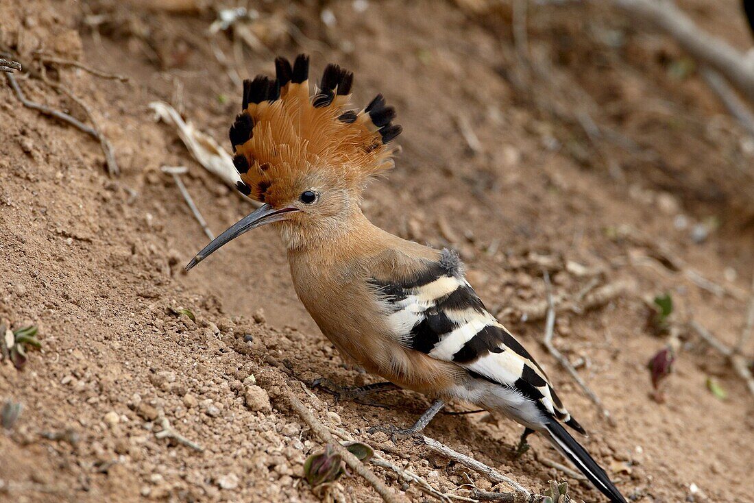 African hoopoe (Upupa africana) with its crest extended, Addo Elephant National Park, South Africa, Africa
