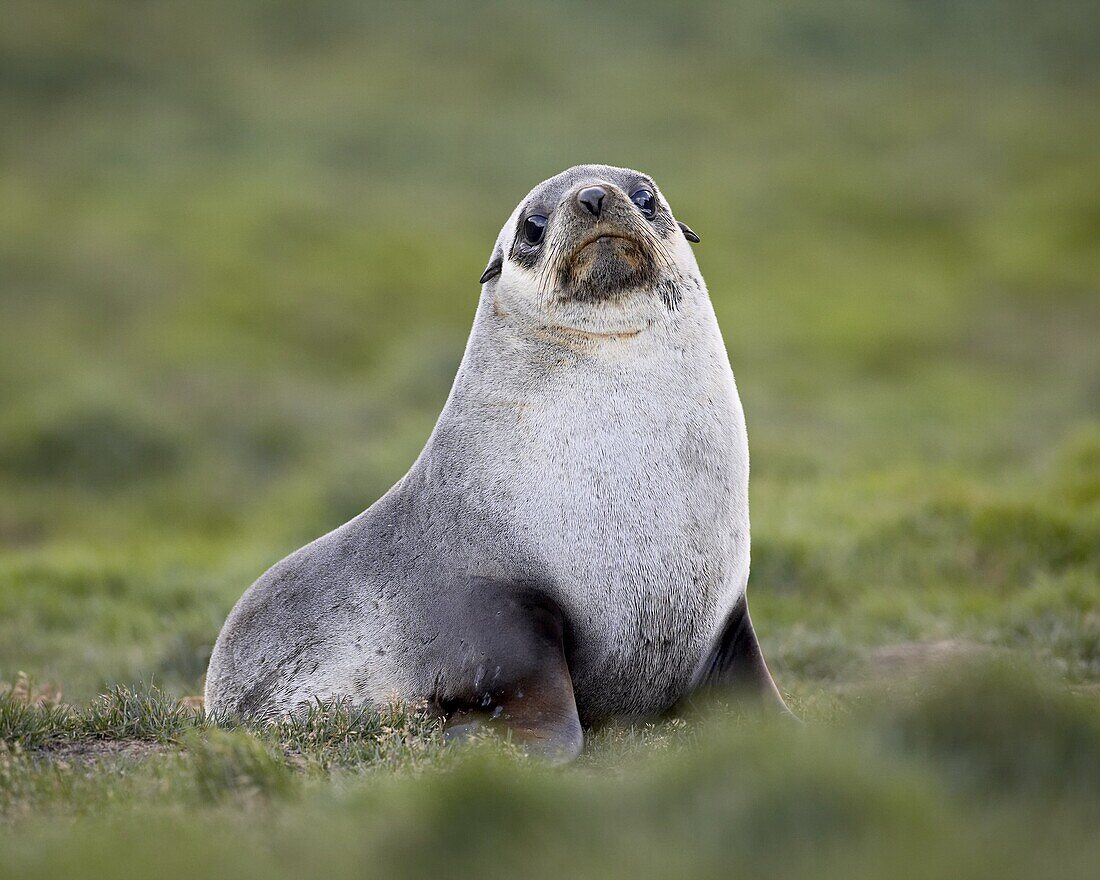 Antarctic fur seal (Arctocephalus gazella) or South Georgia Fur Seal (Arctocephalus tropicalis gazella), Grytviken, South Georgia, Polar Regions