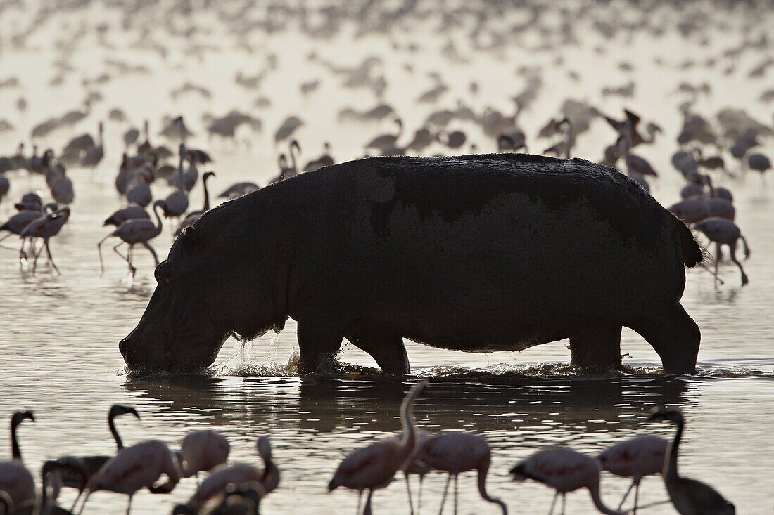 Hippopotamus (Hippopotamus amphibius) in shallow water among lesser flamingos (Phoeniconaias minor), Lake Nakuru National Park, Kenya, East Africa, Africa