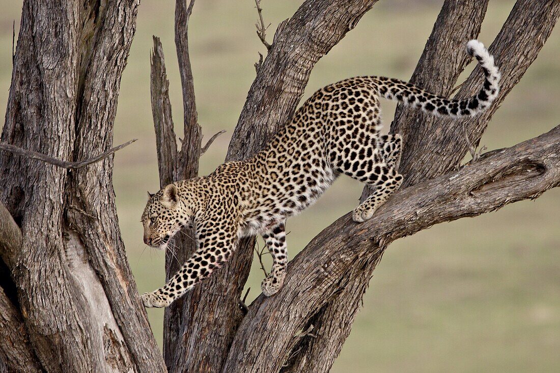 Leopard (Panthera pardus) in a tree, Masai Mara National Reserve, Kenya, East Africa, Africa