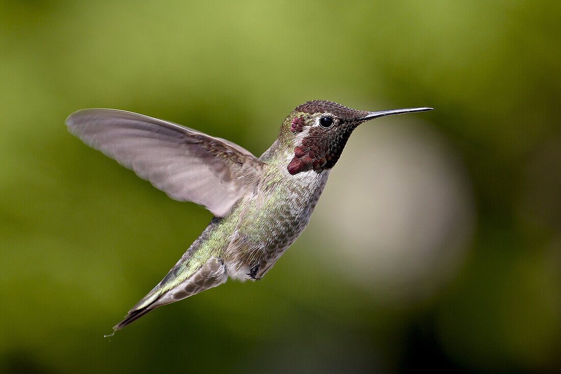 Male Anna's hummingbird (Calypte anna), near Saanich, British Columbia, Canada, North America