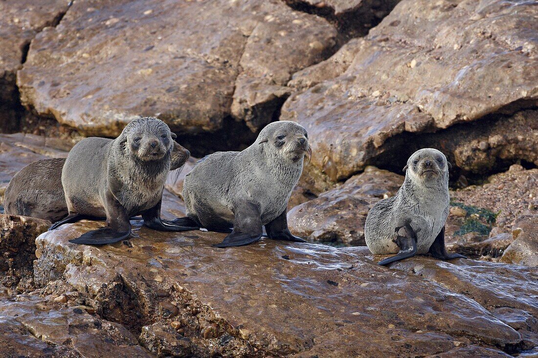 Three Cape fur seal (South African fur seal) (Arctocephalus pusillus) pups, Elands Bay, South Africa, Africa