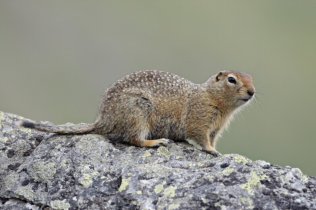 Arctic ground squirrel (Parka squirrel) (Citellus parryi), Hatcher Pass, Alaska, United States of America, North America