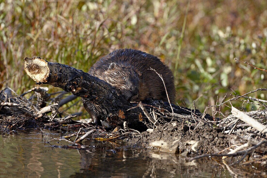 Beaver (Castor canadensis) hauling a log up over its dam, Denali National Park and Preserve, Alaska, United States of America