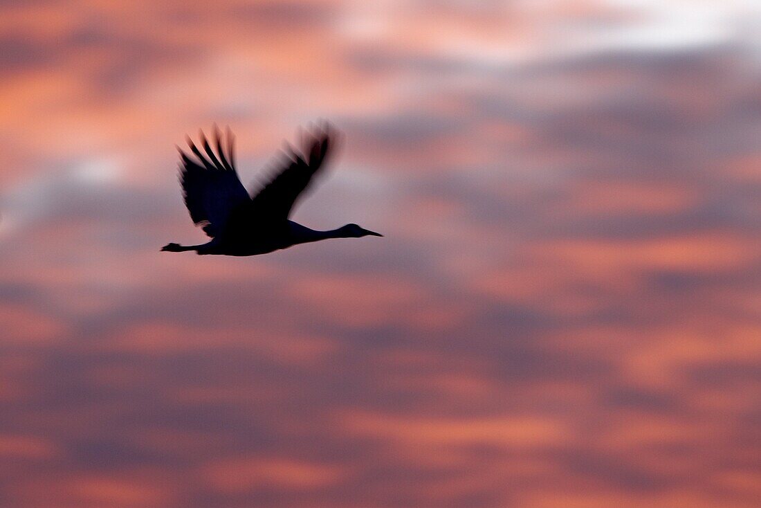 Silhouetted Sandhill Crane (Grus canadensis) in flight at sunset, Bernardo Wildlife Area, Ladd S. Gordon Wildlife Complex, New Mexico, United States of America, North America