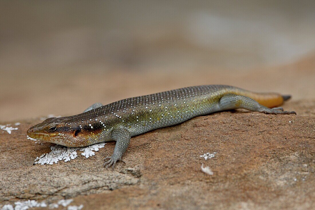 Five-lined Mabuya (Rainbow Skink) (Trachylepis quinquetaeniata) (Mabuya quinquetaeniata margaritifer), Hluhluwe Game Reserve, South Africa, Africa