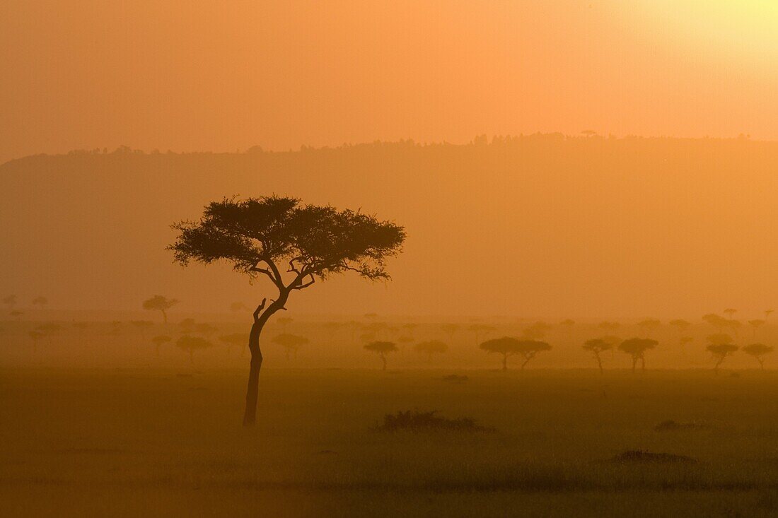 Acacia tree at sunset, Masai Mara National Reserve, Kenya, East Africa, Africa