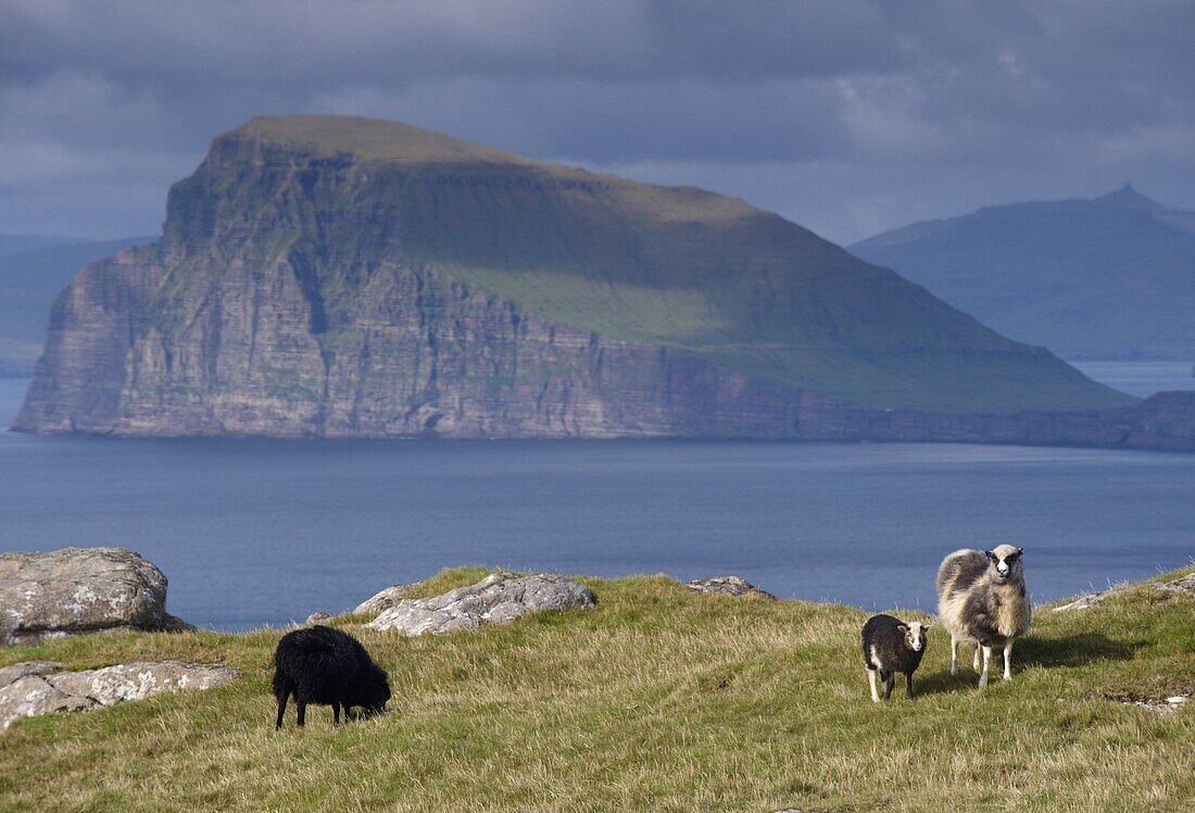 Sheep on north coast of Sandoy, view north across Skopunarfjordur towards Koltur island and Streymoy Island hills in the distance, Sandoy, Faroe Islands (Faroes), Denmark, Europe