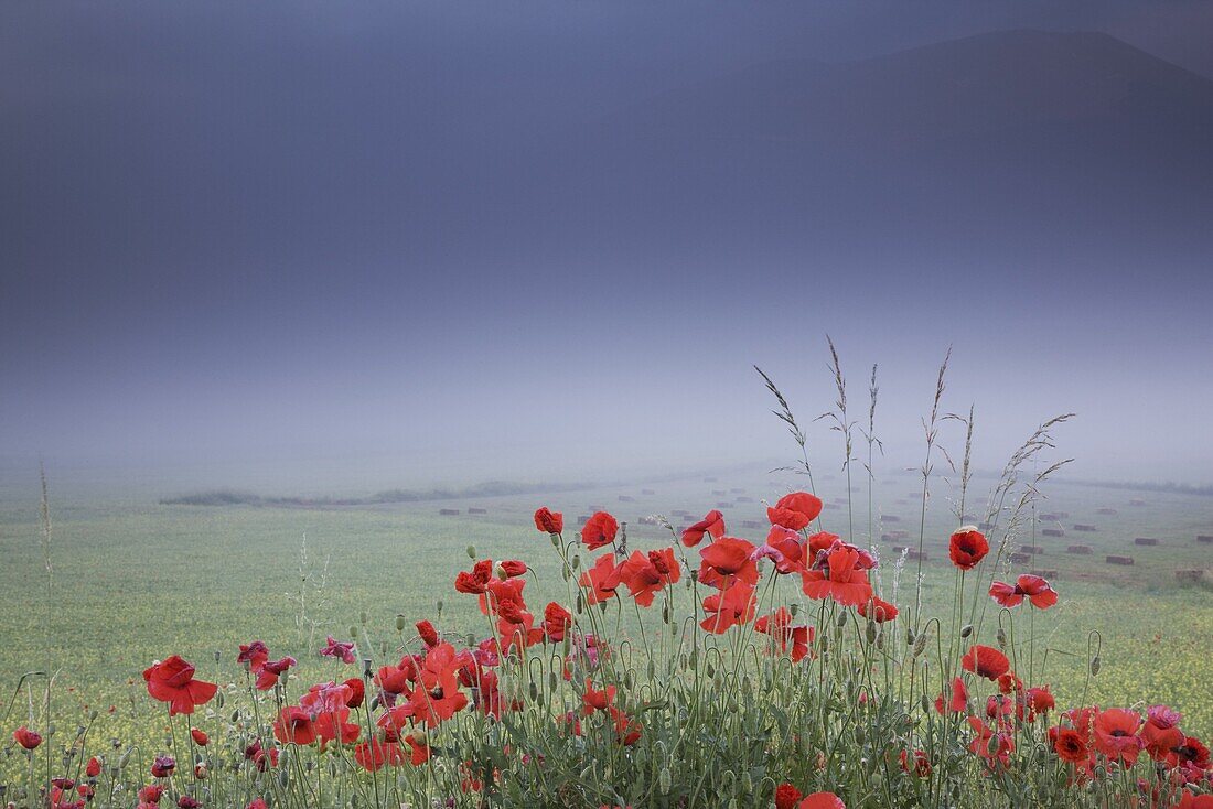 Castelluccio di Norcia, Norcia, Umbria, Italy, Europe