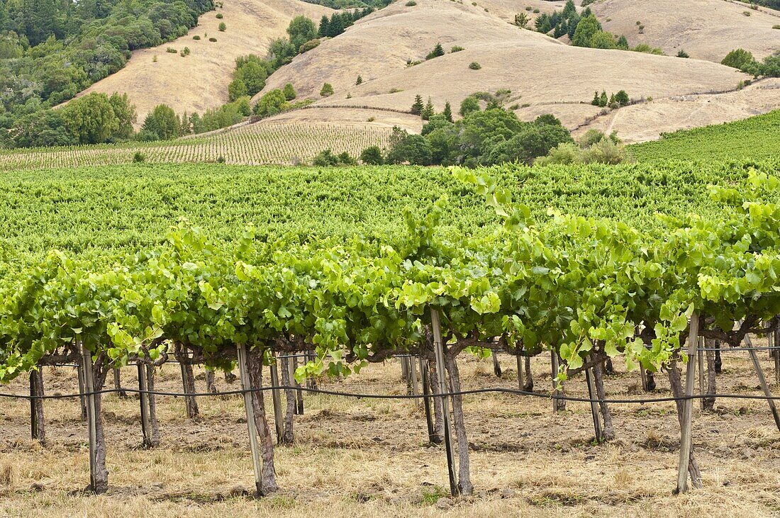 Vineyard in Northern California, United States of America, North America