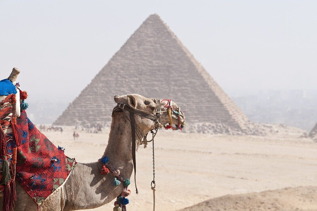 Camel in front of Pyramid, Giza, UNESCO World Heritage Site, near Cairo, Egypt, North Africa, Africa