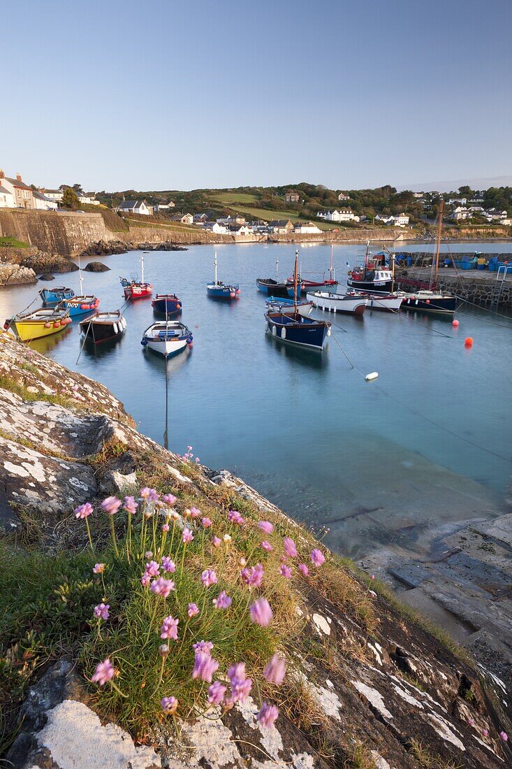 Early morning harbour ascene at the picturesque fishing village of Coverack on the Lizard Peninsula, Cornwall, England, United Kingdom, Europe