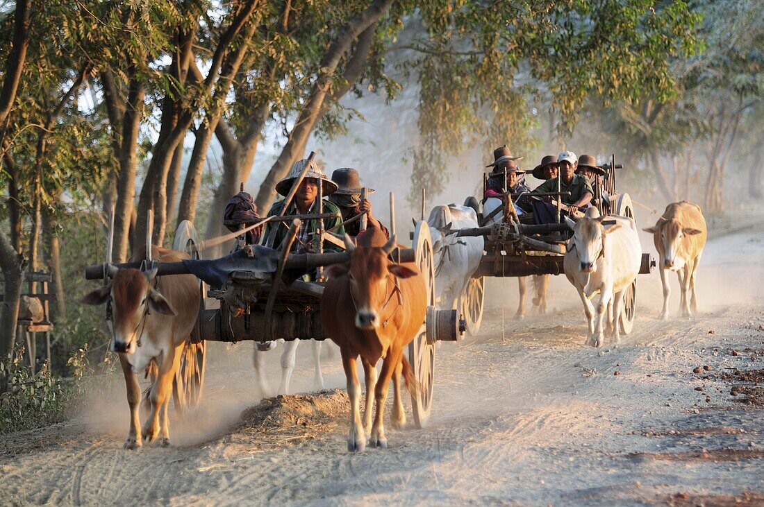 Ox cart on a dusty road, Myanmar, Asia