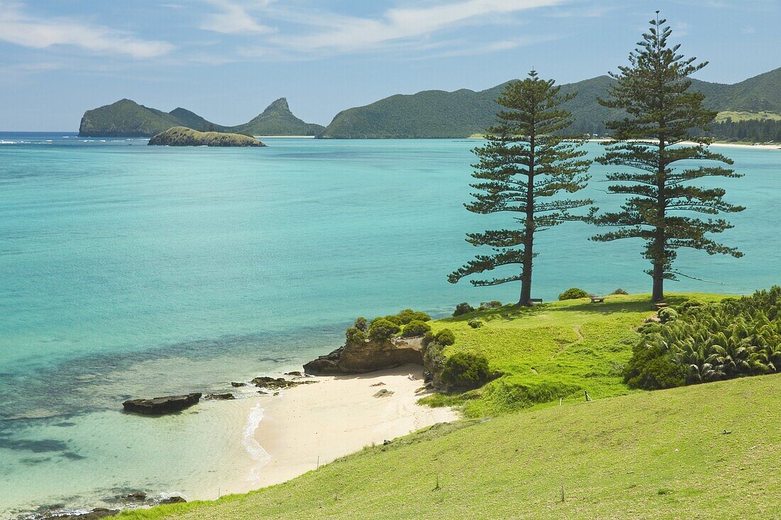 Looking north to Lover's Bay with two Norfolk Island pines by the lagoon with the world's most southerly coral reef, on this 10km long ancient volcanic island in the Tasman Sea, Lord Howe Island, UNESCO World Heritage Site, New South Wales, Australia, Pac