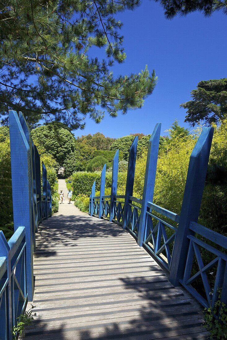 Blue Japanese-style bridge in the sub-tropical Abbey Gardens, Island of Tresco, Isles of Scilly, England, United Kingdom, Europe
