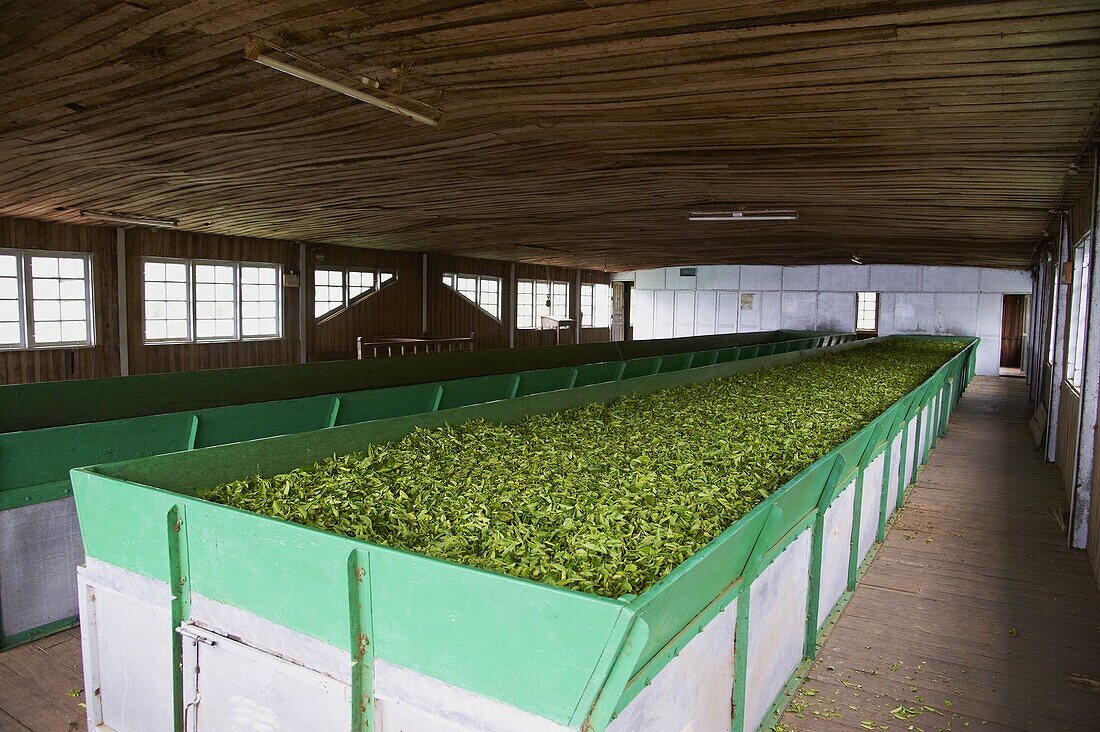 Sivakasi tea estate, the world's highest tea factory, Munnar, Kerala, India, Asia