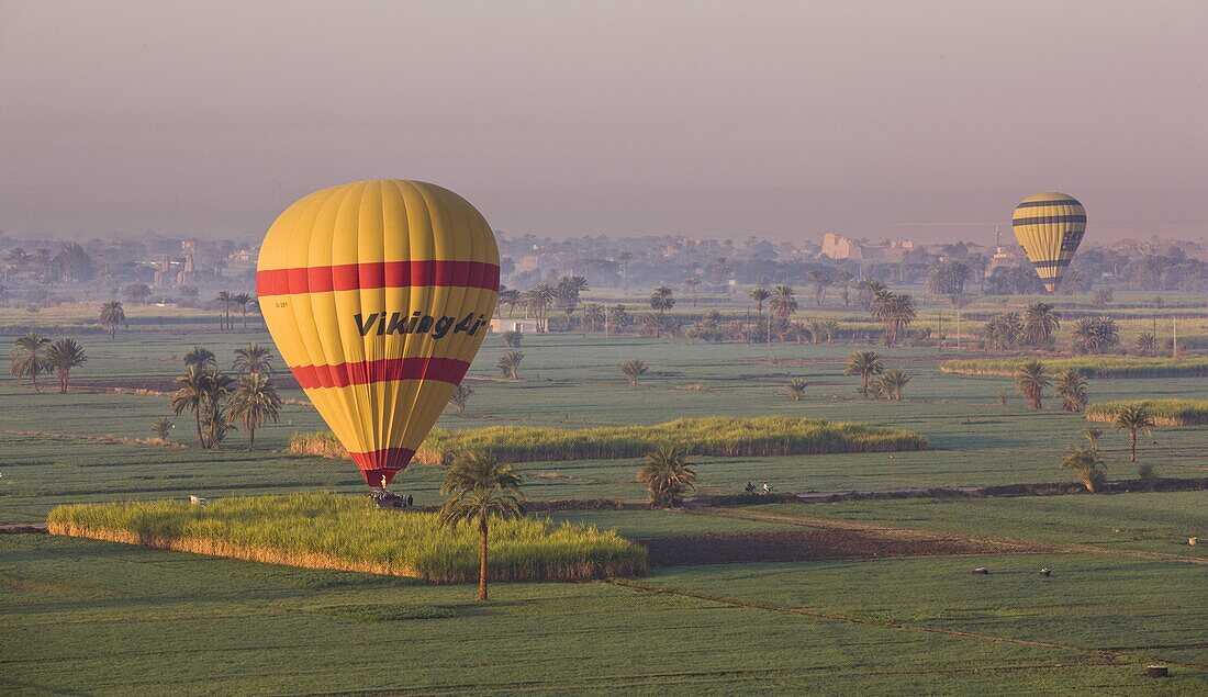 Hot air balloons landing in the fields by Luxor's Theban Necropolis, Thebes, Egypt, North Africa, Africa